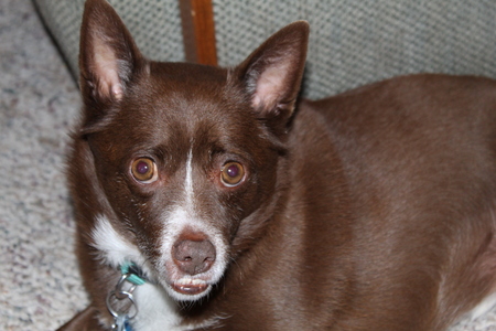 Entry image for Coco. Clicking this image will show a larger photo