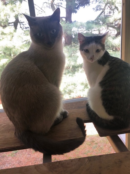 Entry image for Percy and Purla. Clicking this image will show a larger photo