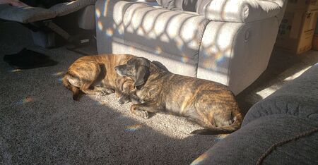 Entry image for Luna and Yzma. Clicking this image will show a larger photo