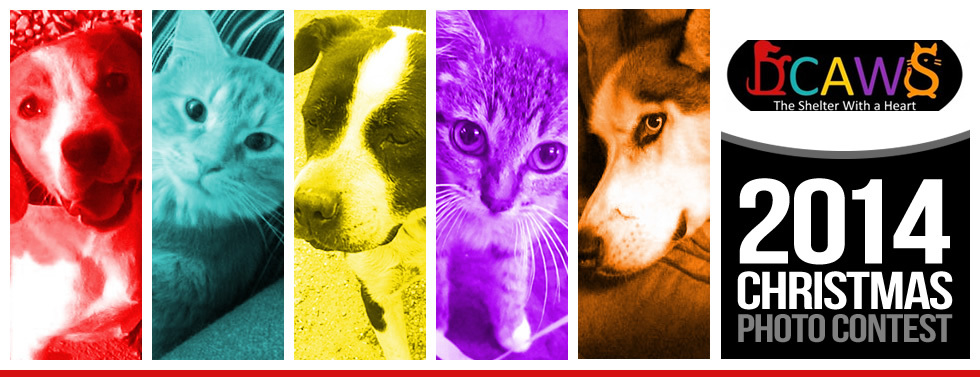 Banner for Dent County Animal Welfare Society 2014 Christmas Photo Contest