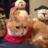 Entry image for Ginger