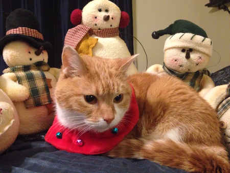 Entry image for Ginger. Clicking this image will show a larger photo