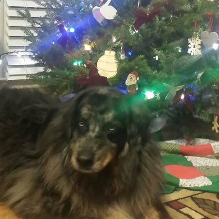 Entry image for Teddy. Clicking this image will show a larger photo