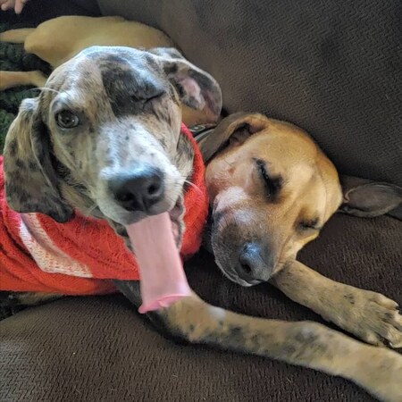 Scarlett (in red vest) and Pippin