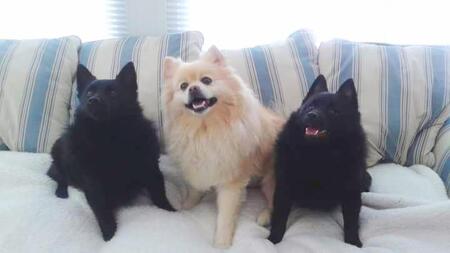 Sizzle, Belial, and Capri