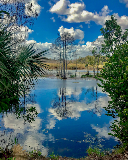 Grassy Waters Reflection