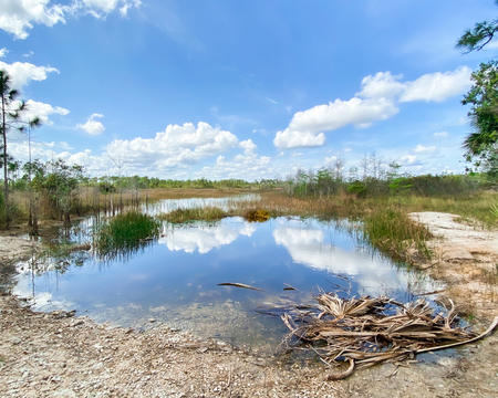 Old Florida