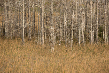 Grass & Cypress