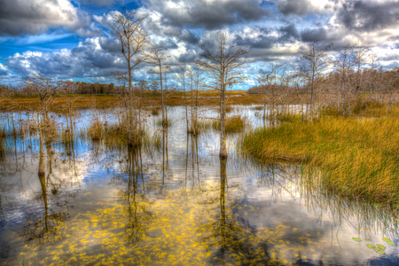 Marsh at Grassy Waters