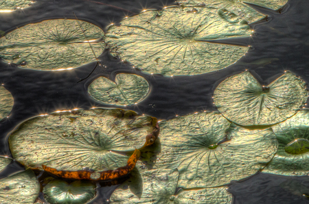 Lilly Pads at Grassy Waters