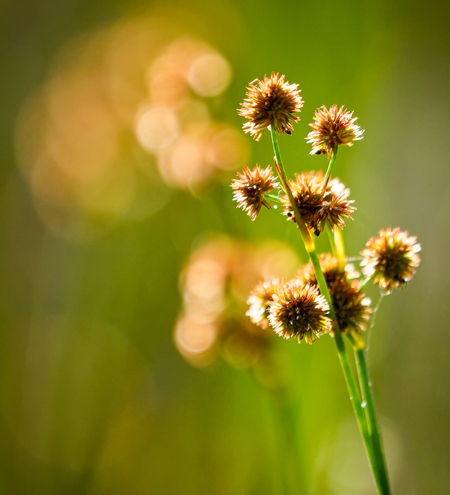 Bullrushes