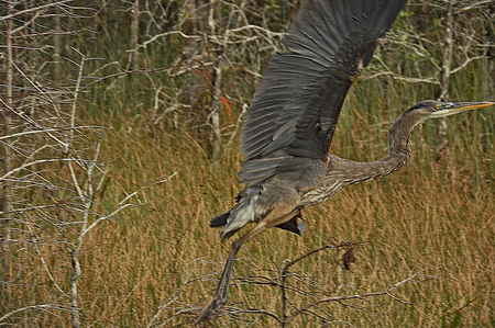 Heron