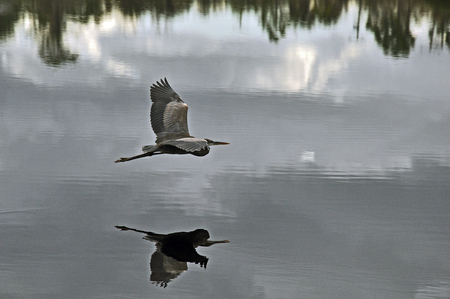 Reflection