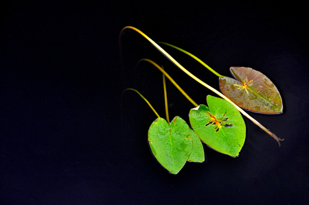 Water Lily Leaves