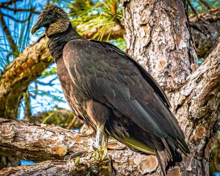 Black Vulture