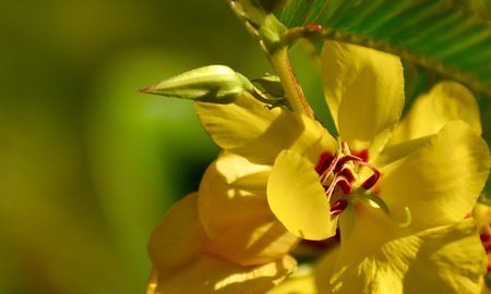 Partridge Pea