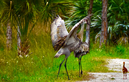 Sandhill Crane Family