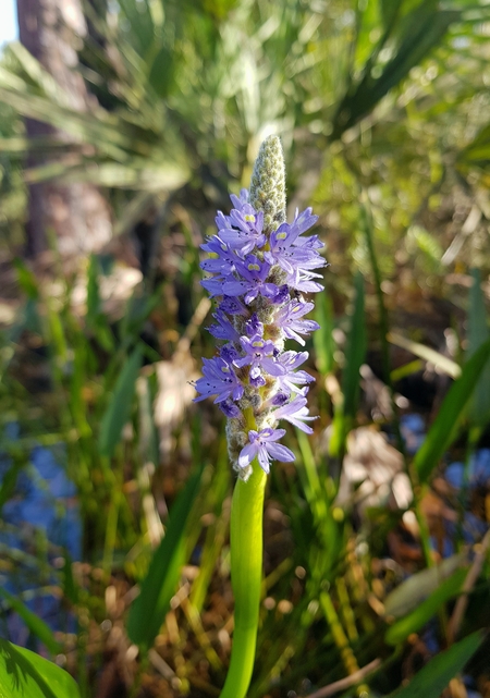 Purple bloom