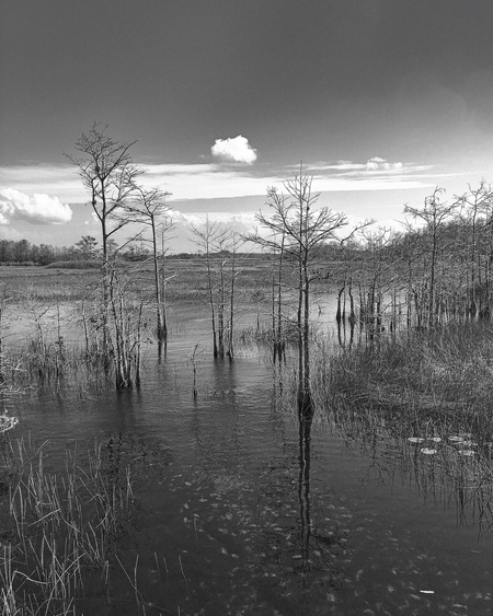 Bare Trees 