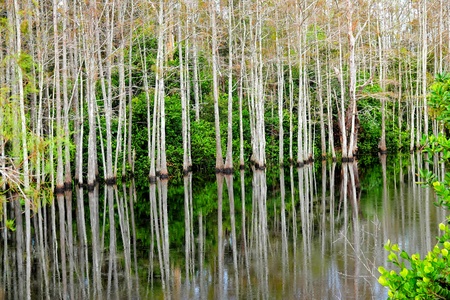 Morning Reflections