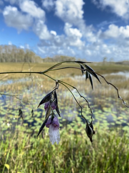 Aligator Flag Plant (Thalia Geniculata)