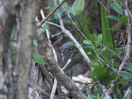 Lunch Time for Blue-Headed Vireo!