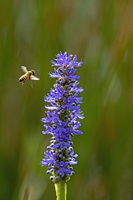 Bee my Lavender
