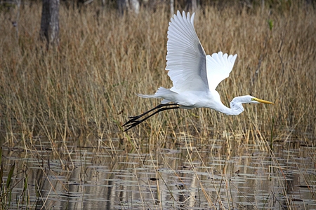 Grassywater Glider