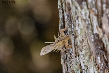 Brown Anole with a Come Hither Gleam