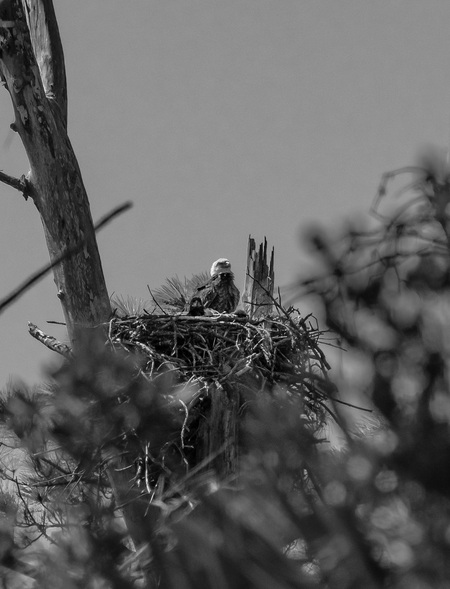 Eagle nest