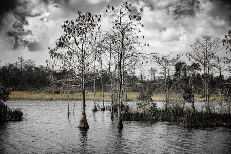 Two trees in a breeze