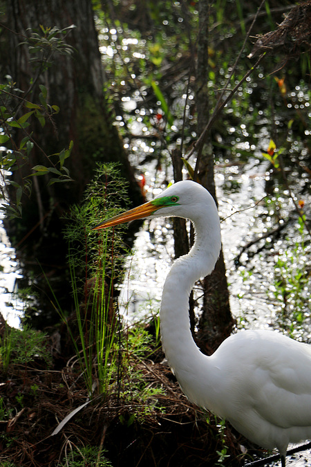 The Great, Great Egret 