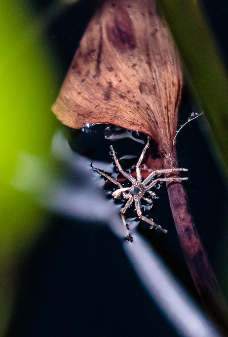 Spider In The Dark