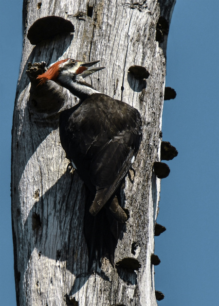 Pileated Woodpecker Hammering Out a Home