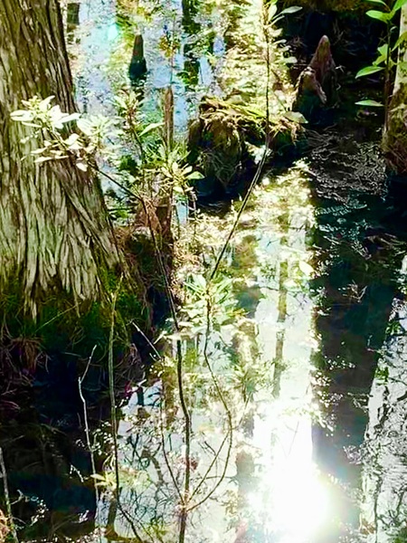 Swamp Reflection 
