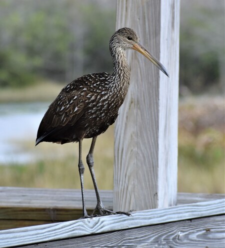 Zen Limpkin