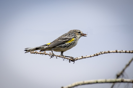 yellow rumped warbler