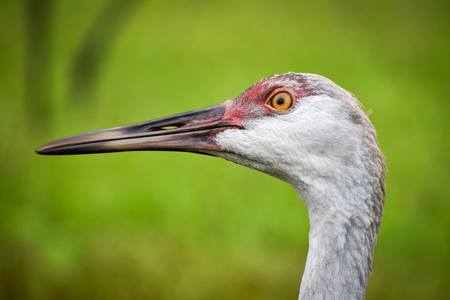 Sandhill Crane portrait