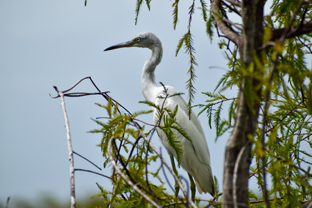 Juvenile heron