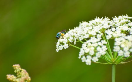 Collecting pollen