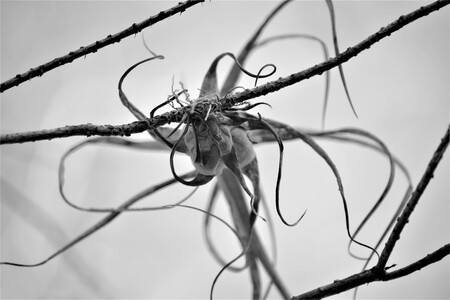 Airplant or Alien?