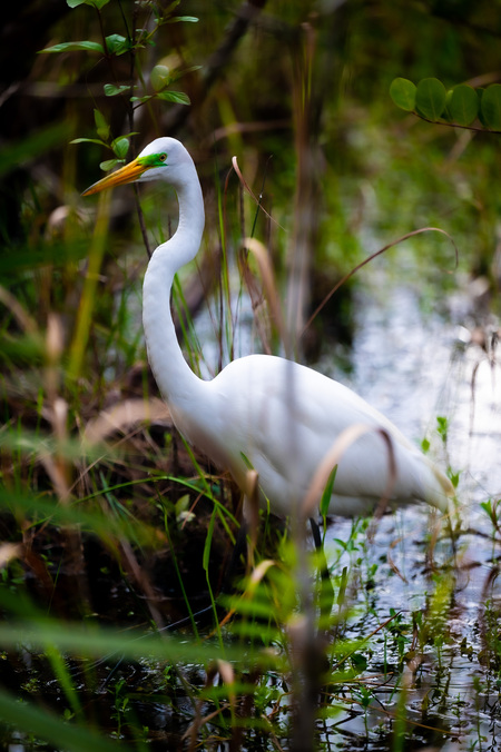 Elegant Egret 