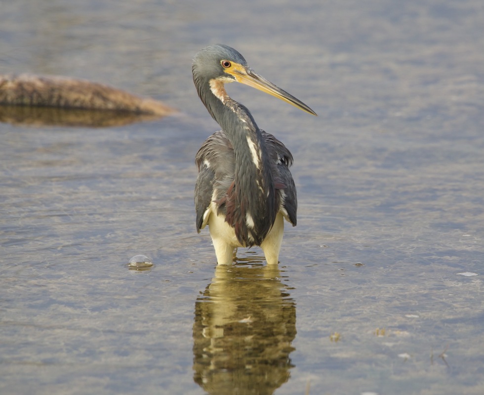 Vote for Hunting with Bubbles 2021 Grassy Waters Nature Photography