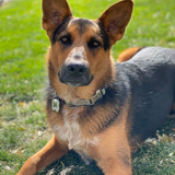 Entry image for Gunner 