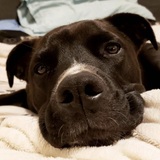 Entry image for Enzo