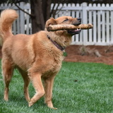 Entry image for Abilene