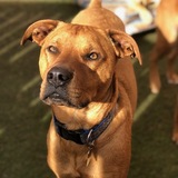 Entry image for Pete