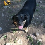 Entry image for Lilo