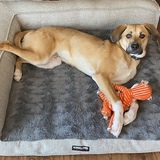 Entry image for Diesel