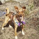 Entry image for Hazel Bug